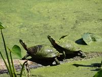 Turtles