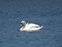 Swan